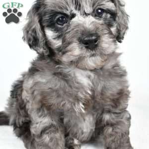 rowan, Cockapoo Puppy